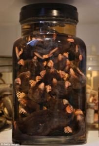 A glass jar of moles at the UCL Grant Museum See also: http://www.ucl.ac.uk/museums/zoology/about/collections/objects/pickled-moles